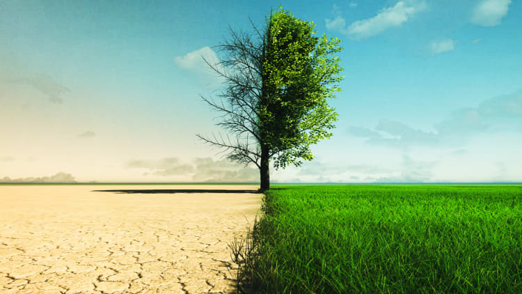 Miten aavikko muuttuu vihreäksi?